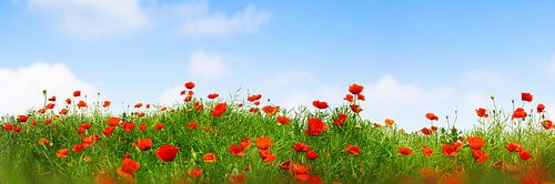 poppy meadow in the rape field panorama