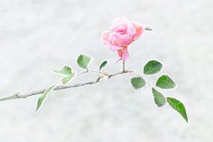 Gefrorene Rose
