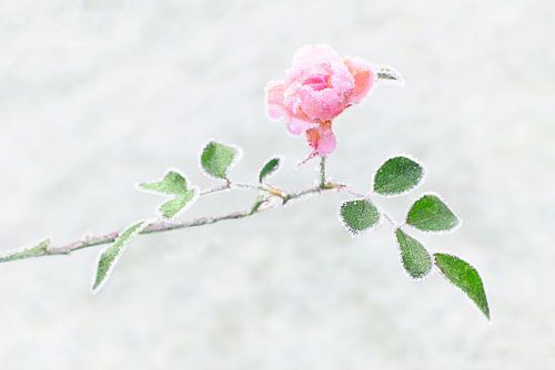 Frozen Rose