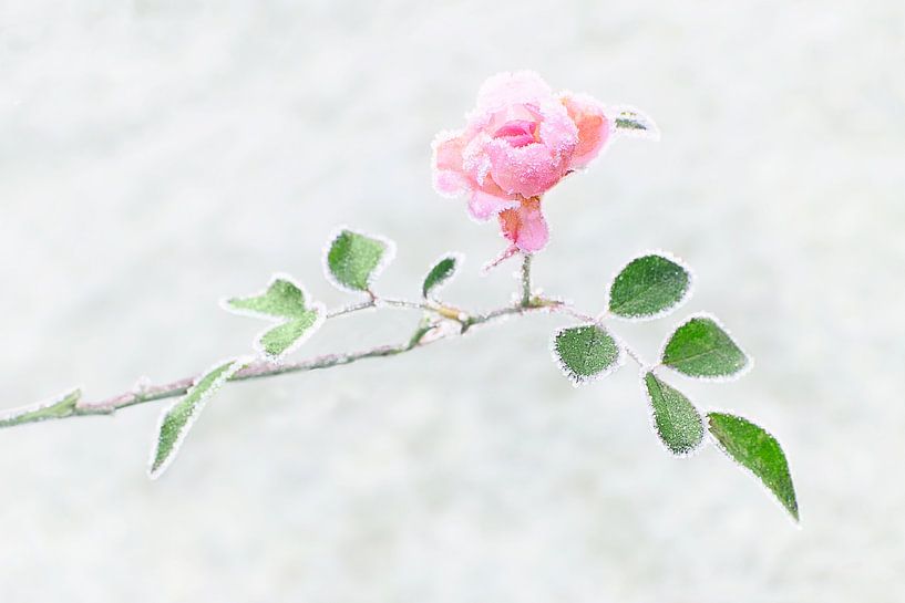 Bevroren roos van Christa Thieme-Krus