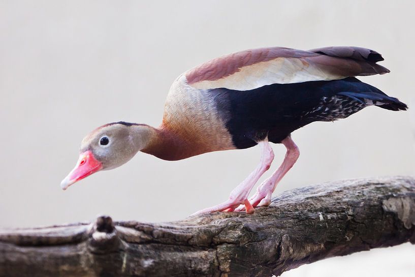 Eine neugierige pfeifende Ente mit roter Feder schaut von einem Zweig herunterEine neugierige pfeife von Michael Semenov