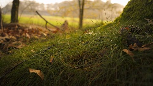 Zo groen als gras
