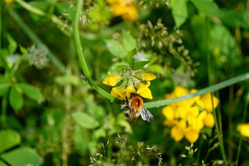 Hommel op gele wilde bloem