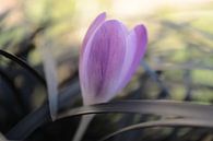 CrocusThis crocus emerged among the black grass also called snake's beard.  Together with the sunlig by Angelique Raaijmakers thumbnail