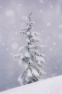 Ficht im Schnee