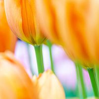 Oranje tulpen