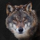 Wolf slate background by gea strucks thumbnail