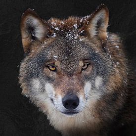 Wolf slate background by gea strucks