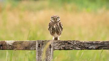 little owl by Ria Bloemendaal