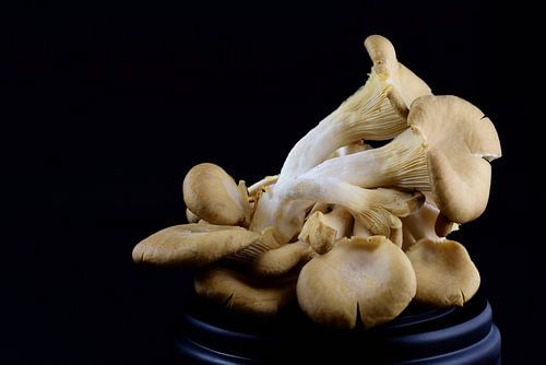 Oyster Mushrooms