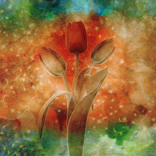 Tulp multicolor art III van Klaartje Majoor