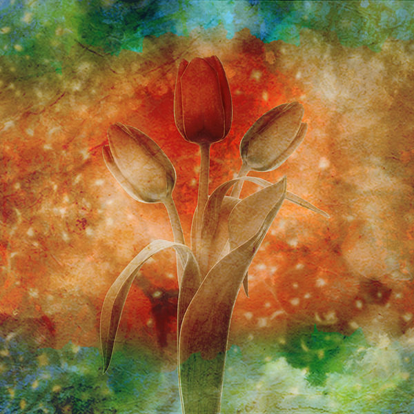 Tulpe mehrfarbig Kunst III von Klaartje Majoor auf ArtFrame, Leinwand, Poster und mehr