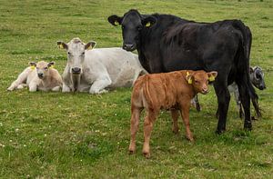 Cows family