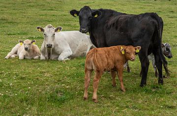 Famille de vaches sur Bo Scheeringa Photography