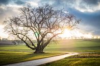 Zonsondergang bij de lindeboom van Jürgen Schmittdiel Photography thumbnail