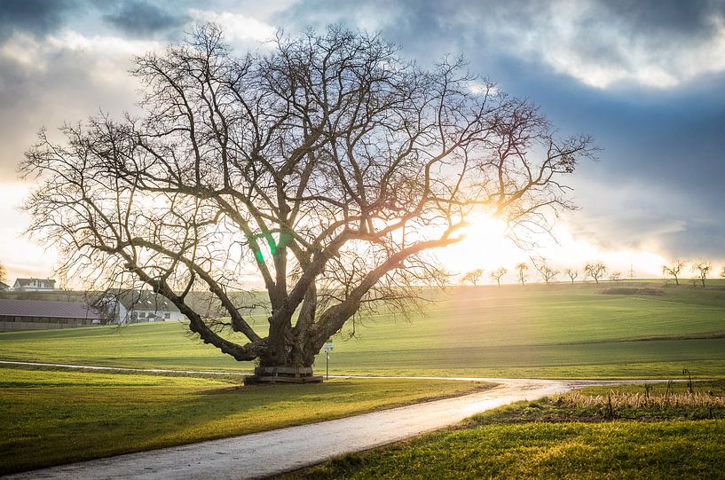 Zonsondergang bij de lindeboom van Jürgen Schmittdiel Photography