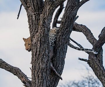 Luipaard in Namibië, Afrika van Patrick Groß