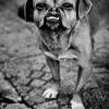 Portrait of a dog by Ellis Peeters