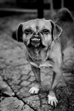 Portret van een hond van Ellis Peeters