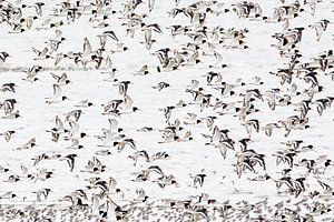 Austernfischer im Flug