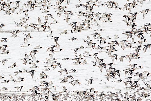 Scholeksters in vlucht