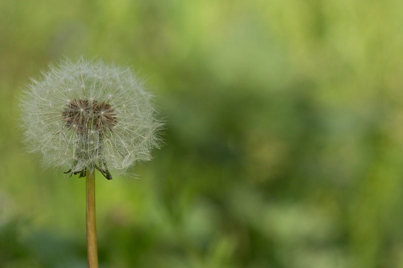 Paardebloem by Babette van Gameren