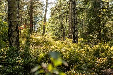 Lampertstein, Sächsische Schweiz - Wald nahe der Schneebergaussicht von Pixelwerk