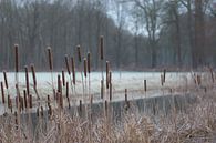 cattail in the cold by Tania Perneel thumbnail