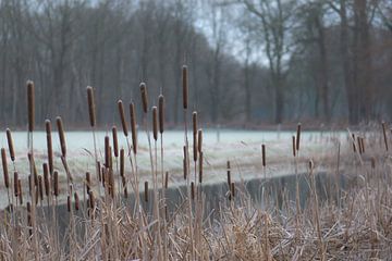 cattail in the cold by Tania Perneel