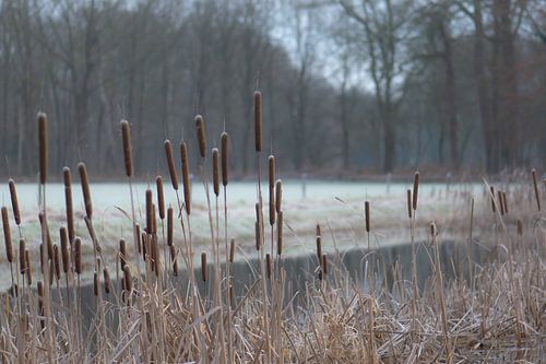 cattail in the cold