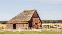 Schafstall auf Texel von Hilda Weges Miniaturansicht