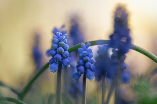 Blauwe druifjes met Zonsondergang 2