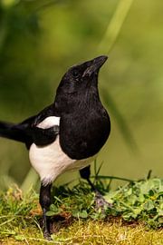 Magpie (Pica pica)