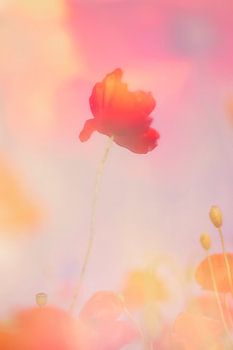 Poppy dreams part III