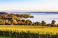 Vineyards near Überlingen on Lake Constance by Werner Dieterich thumbnail