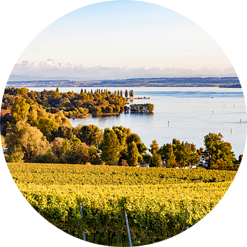 Wijngaarden bij Überlingen aan de Bodensee van Werner Dieterich