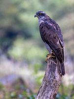 Un faucon hobereau sur un tronc