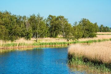 Landschap aan de Prerowstroom op de Fischland-Darß