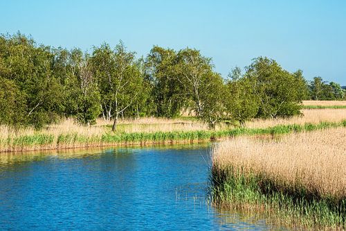Landscape at the Prerow Current on the Fischland-Darß