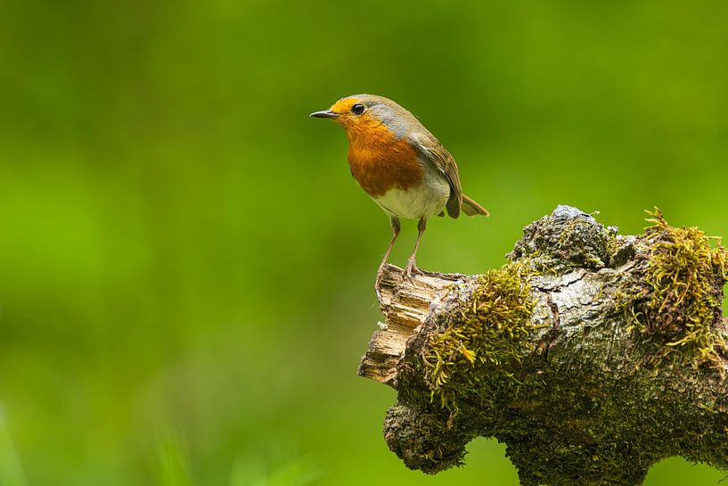 Rotkehlchen (Erithacus rubecula) auf Baumstumpf sitzend von Chris Stenger