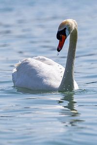 Schwan