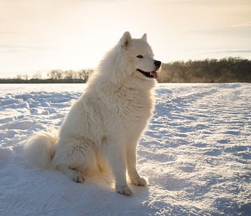 Samojede von Bo Valentino