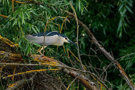Ein Nachtreiher in den Sümpfen des Donaudeltas von Roland Brack