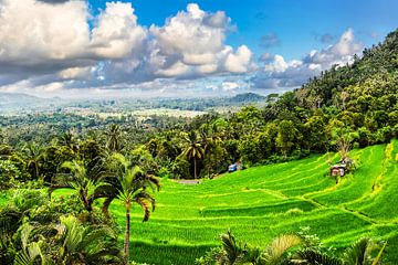 Bergen Rijstterras Rijstveld met Wolken en Palmbomen op Bali Indonesië van Dieter Walther