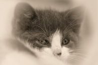 Baby Cat van Renald Bourque thumbnail