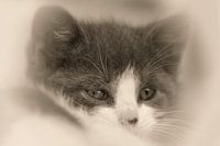 Baby Cat