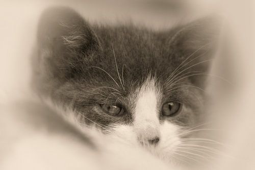 Baby Cat