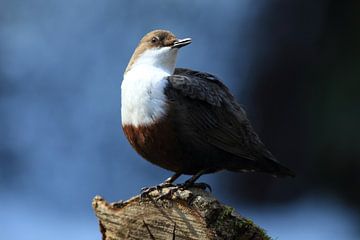 Dipper Duitsland van Frank Fichtmüller