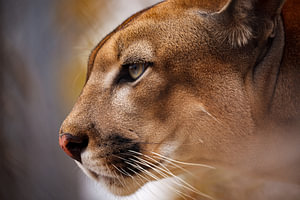 Der Puma