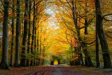 Avenue d'automne à Veenhuizen sur Anneke Hooijer